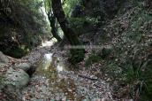 Ρεμα στη Παρνηθα