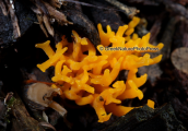 Μανιταρι (Calocera viscosa) στη Παρνηθα