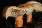 Μανιταρι (Lactarius salmonicolor) στη Παρνηθα