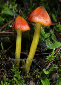 Μανιταρι (Hygrocybe conica) στη Παρνηθα