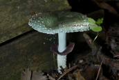 Μανιταρι (Stropharia aeruginosa) στη Παρνηθα