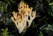 Μανιταρι (Ramaria sp.) στη Παρνηθα