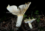 Μανιταρι (Hygrophorus chrysodon) στη Παρνηθα