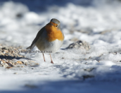 Κοκκινολαιμης (Erithacus rubecula) στη χιονισμενη Παρνηθα