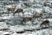 Ελαφια (cervus elaphus) στη χιονισμενη Παρνηθα