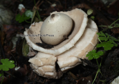 Μανιταρι (Geastrum triplex) στη Παρνηθα