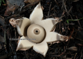 Μανιταρι (Geastrum triplex) στη Παρνηθα