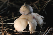 Μανιταρι (Geastrum campestre) στη Παρνηθα