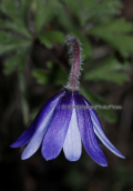 Ανεμωνη (Anemone blanda) στη Παρνηθα