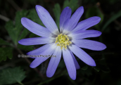 Ανεμωνη (Anemone blanda) στη Παρνηθα