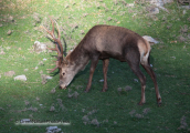 Κοκκινο ελαφι(Cervus elaphus) στην Παρνηθα