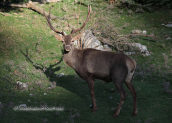 Αρσενικο κοκκινο ελαφι (Cervus elaphus) στην Παρνηθα