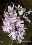 Ορχιδεες στη Παρνηθα, Neotinea tridentata
