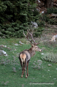 Αρσενικο κοκκινο ελαφι (Cervus elaphus) στην Παρνηθα