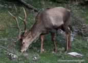 Αρσενικο κοκκινο ελαφι (Cervus elaphus) στην Παρνηθα