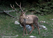 Αρσενικο κοκκινο ελαφι(Cervus elaphus) στην Παρνηθα