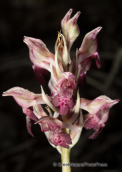 Ορχιδεες στη Παρνηθα, Orchis fragrans