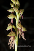 Ορχιδεα στη Παρνηθα, Orchis anthropophora