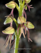 Ορχιδεα στη Παρνηθα, Orchis anthropophora