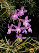 Ορχιδεα στη Παρνηθα, orchis quadripunctata