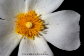 Λαδανια, Cistus salvifolius