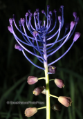 Κρεμμυδουλα, Muscari comosum