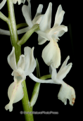 Ορχιδεα στη Παρνηθα, Orchis provincialis