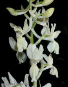 Ορχιδεα στη Παρνηθα, Orchis provincialis