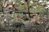 Κοκκινα ελαφια (Cervus elaphus) στο καμμενο δασος της Παρνηθας