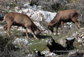 Νεαρα αρσενικα κοκκινα ελαφια στο καμμενο δασος της Παρνηθας