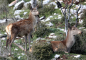 Ελαφακι (Cervus elaphus) στο καμμενο δασος της Παρνηθας