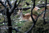 Θηλυκο κοκκινο ελαφι (Cervus elaphus) στο καμμενο δασος της Παρνηθας