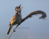 Τσιχλοποταμίδα, (Acrocephalus arundinaceus)