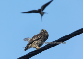 Κουκουβαγια (Athene noctua) παρενοχλειται απο σταβλοχελιδονα