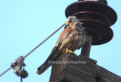 Κιρκινέζι, (Falco naumanni)