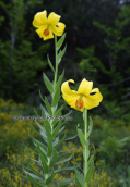 Ο ενδημικος κρινος,(lilium rhodopaeum) της Ροδοπης