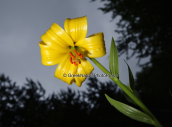 Ο ενδημικος κρινος,(lilium rhodopaeum) της Ροδοπης