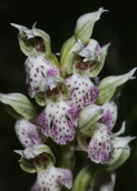 Ορχιδεα (Neotinea lactea) στην Αττικη