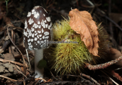 Μανιταρι (Coprinopsis picacea) στη Διρφη