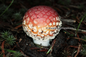 Αμανιτης ο μυγοκτονος (Amanita muscaria var. muscaria) στη Διρφη