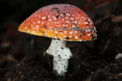 Αμανιτης ο μυγοκτονος (Amanita muscaria var. muscaria) στη Διρφη