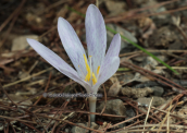 Κολχικο (Colchicum lingulatum) στη Παρνηθα