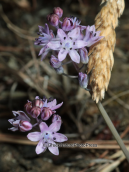Σκιλλα η φθινοπωρινη (Scilla autumnalis) στη Παρνηθα