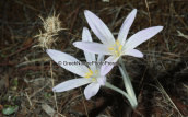 Κολχικο (Colchicum sfikasianum) στον Υμηττο