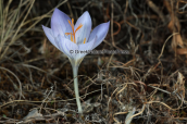 Κροκος (Crocus cancellatus ssp mazziaricus) στον Υμηττο