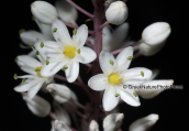 Αγριοκρομμυδα (Urginea maritima)