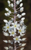 Αγριοκρομμυδα (Urginea maritima)