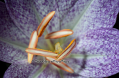Κολχικο (Colchicum bivonae) στη Παρνηθα