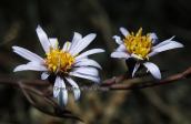 Aster tripolium στον υγροτοπο της Βραυρωνας