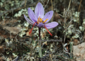 Κροκος (Crocus cartwrightianus) στο Σουνιο